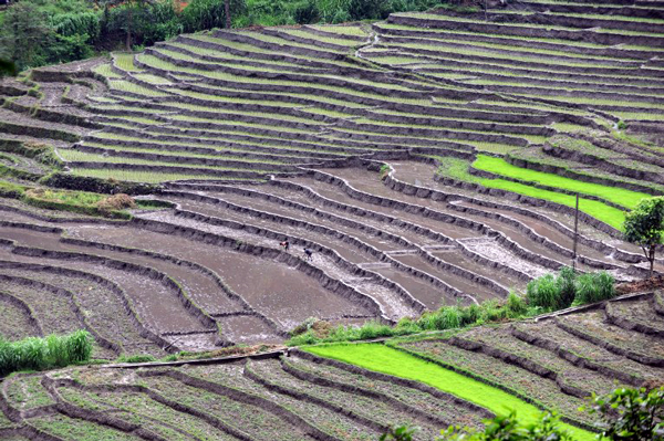 Indian farmers work in a field at the village of Kitang, outside Gangtok, the capital of the north-eastern state of Sikkim on 7 July, 2013.